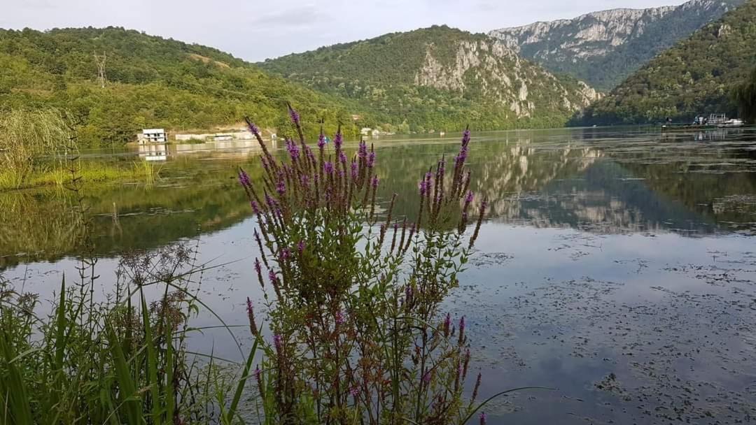Casa Colt De Rai Διαμέρισμα Ogradina Δωμάτιο φωτογραφία